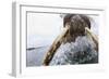 Walrus, Svalbard, Norway-Paul Souders-Framed Photographic Print