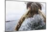 Walrus, Svalbard, Norway-Paul Souders-Mounted Photographic Print