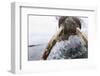 Walrus, Svalbard, Norway-Paul Souders-Framed Photographic Print