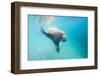 Walrus, Svalbard, Norway-Paul Souders-Framed Photographic Print