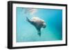 Walrus, Svalbard, Norway-Paul Souders-Framed Photographic Print