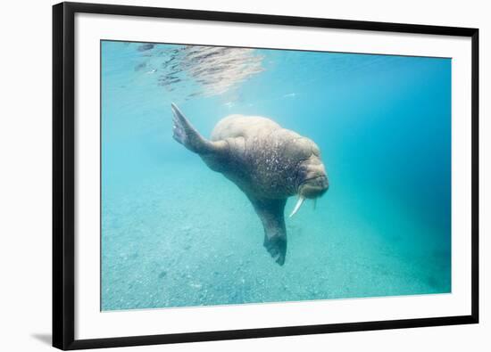 Walrus, Svalbard, Norway-Paul Souders-Framed Photographic Print