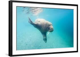 Walrus, Svalbard, Norway-Paul Souders-Framed Photographic Print