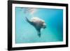 Walrus, Svalbard, Norway-Paul Souders-Framed Photographic Print