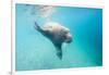 Walrus, Svalbard, Norway-Paul Souders-Framed Photographic Print