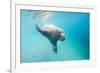 Walrus, Svalbard, Norway-Paul Souders-Framed Photographic Print