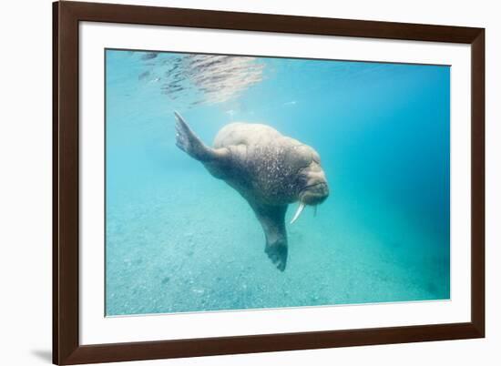 Walrus, Svalbard, Norway-Paul Souders-Framed Photographic Print