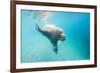 Walrus, Svalbard, Norway-Paul Souders-Framed Photographic Print