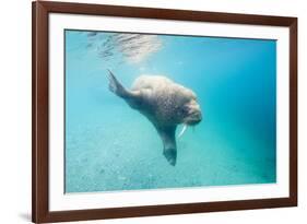 Walrus, Svalbard, Norway-Paul Souders-Framed Photographic Print