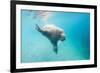 Walrus, Svalbard, Norway-Paul Souders-Framed Photographic Print