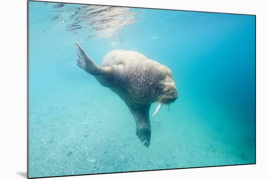 Walrus, Svalbard, Norway-Paul Souders-Mounted Photographic Print