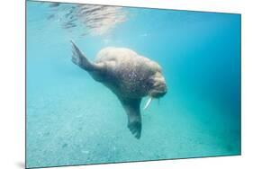 Walrus, Svalbard, Norway-Paul Souders-Mounted Photographic Print