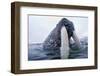 Walrus, Svalbard, Norway-Paul Souders-Framed Photographic Print