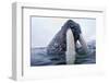 Walrus, Svalbard, Norway-Paul Souders-Framed Photographic Print