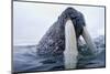 Walrus, Svalbard, Norway-Paul Souders-Mounted Photographic Print