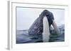 Walrus, Svalbard, Norway-Paul Souders-Framed Photographic Print