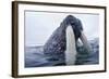 Walrus, Svalbard, Norway-Paul Souders-Framed Photographic Print