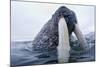 Walrus, Svalbard, Norway-Paul Souders-Mounted Photographic Print