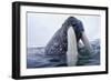 Walrus, Svalbard, Norway-Paul Souders-Framed Photographic Print