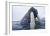 Walrus, Svalbard, Norway-Paul Souders-Framed Photographic Print