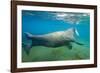 Walrus, Svalbard, Norway-Paul Souders-Framed Photographic Print