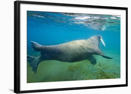 Walrus, Svalbard, Norway-Paul Souders-Framed Photographic Print