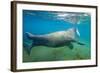 Walrus, Svalbard, Norway-Paul Souders-Framed Photographic Print