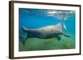 Walrus, Svalbard, Norway-Paul Souders-Framed Photographic Print