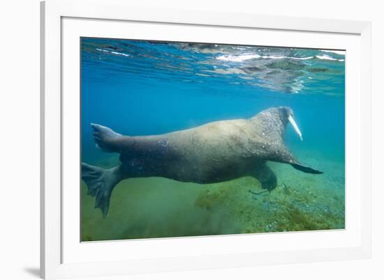 Walrus, Svalbard, Norway-Paul Souders-Framed Photographic Print