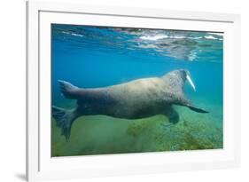 Walrus, Svalbard, Norway-Paul Souders-Framed Photographic Print