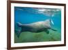 Walrus, Svalbard, Norway-Paul Souders-Framed Photographic Print