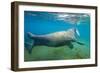 Walrus, Svalbard, Norway-Paul Souders-Framed Photographic Print