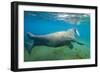 Walrus, Svalbard, Norway-Paul Souders-Framed Photographic Print