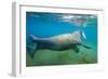 Walrus, Svalbard, Norway-Paul Souders-Framed Photographic Print