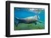 Walrus, Svalbard, Norway-Paul Souders-Framed Photographic Print