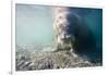 Walrus, Svalbard, Norway-Paul Souders-Framed Photographic Print