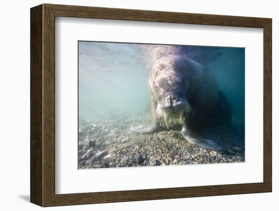 Walrus, Svalbard, Norway-Paul Souders-Framed Photographic Print