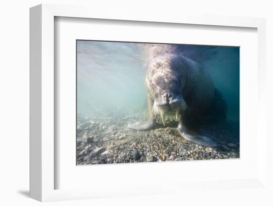 Walrus, Svalbard, Norway-Paul Souders-Framed Photographic Print