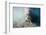 Walrus, Svalbard, Norway-Paul Souders-Framed Photographic Print