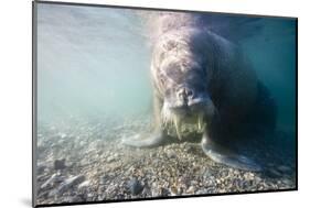 Walrus, Svalbard, Norway-Paul Souders-Mounted Photographic Print