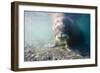 Walrus, Svalbard, Norway-Paul Souders-Framed Photographic Print