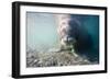 Walrus, Svalbard, Norway-Paul Souders-Framed Photographic Print