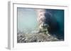 Walrus, Svalbard, Norway-Paul Souders-Framed Photographic Print