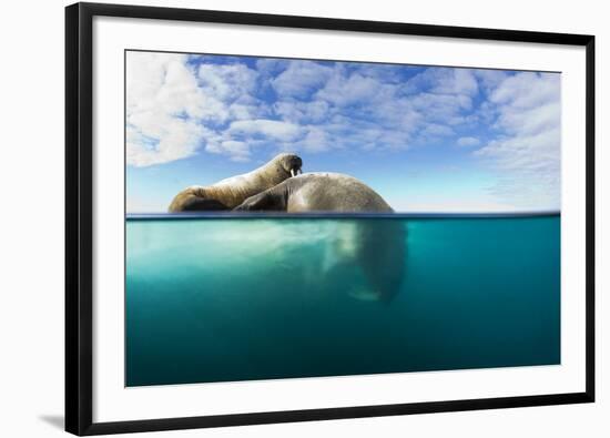 Walrus, Svalbard, Norway-Paul Souders-Framed Photographic Print