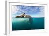 Walrus, Svalbard, Norway-Paul Souders-Framed Photographic Print