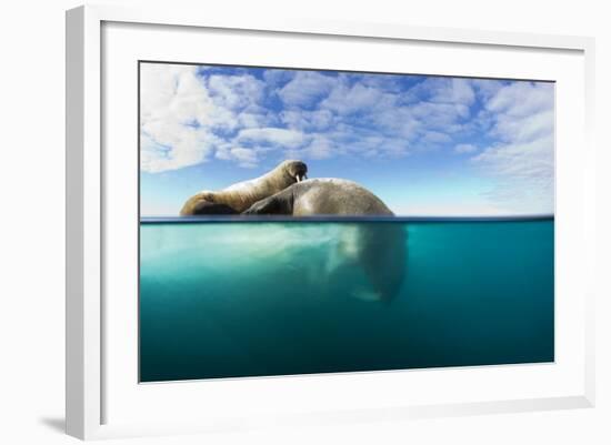 Walrus, Svalbard, Norway-Paul Souders-Framed Photographic Print