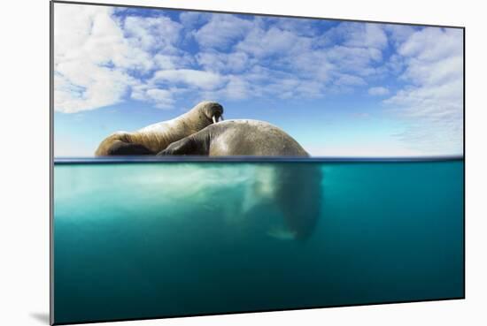 Walrus, Svalbard, Norway-Paul Souders-Mounted Photographic Print