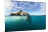 Walrus, Svalbard, Norway-Paul Souders-Mounted Photographic Print