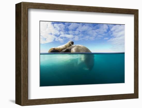 Walrus, Svalbard, Norway-Paul Souders-Framed Photographic Print