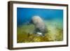 Walrus, Svalbard, Norway-Paul Souders-Framed Photographic Print